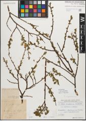 Foto von Salix myrsinifolia Salisb.